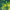 Close-up of green seaweed with water droplets on a sandy bottom